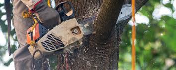 How Our Tree Care Process Works  in  Pine Brook, NJ