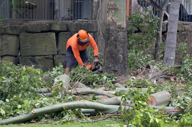 Pine Brook, NJ Tree Services Company